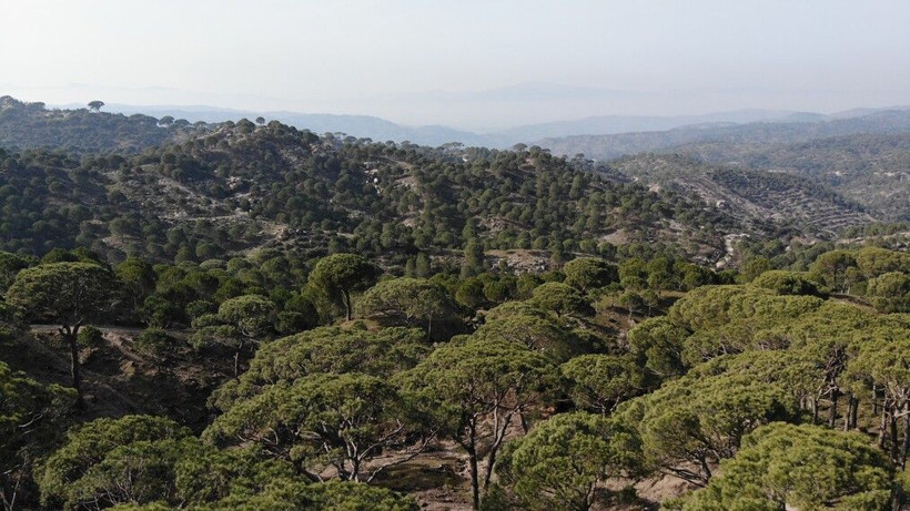 Günlük 400 TL kazanıyorlar! Çok büyük bir ölüm tehlikesi var: Aydın'da komanda eğitimi gibi işçilik - Resim: 2
