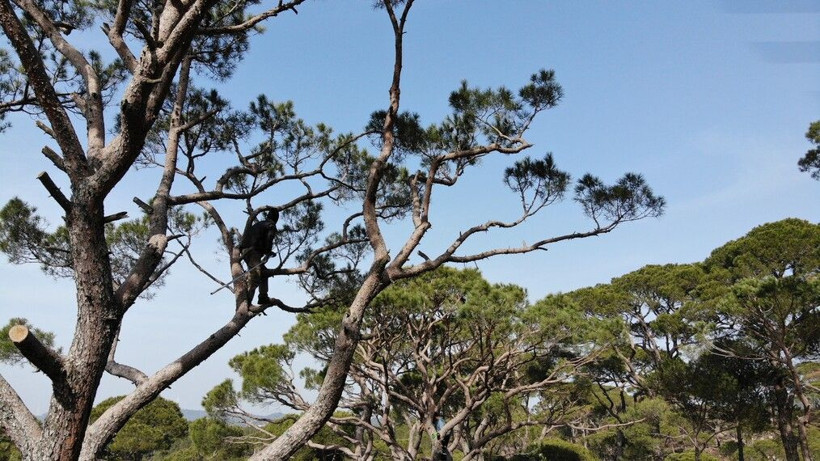 Günlük 400 TL kazanıyorlar! Çok büyük bir ölüm tehlikesi var: Aydın'da komanda eğitimi gibi işçilik - Resim: 3