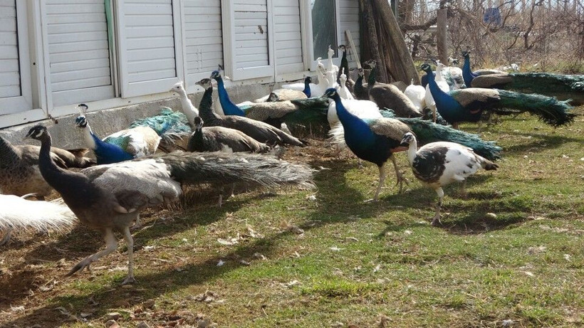 Tanesinden 5 bin TL kazanıyor! Uşak'ta hobisini mesleğine çevirdi: Paraya para demiyor - Resim: 2