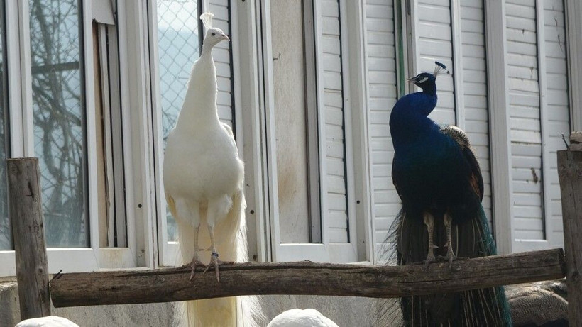 Tanesinden 5 bin TL kazanıyor! Uşak'ta hobisini mesleğine çevirdi: Paraya para demiyor - Resim: 3