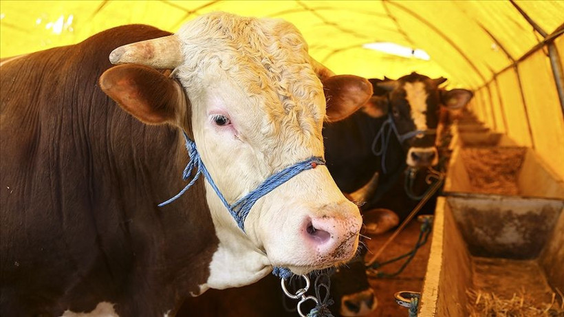14 erkek üyeden skandal karar! TRT sanatçısı Hatice Kaçmaz'ın katiline verilen indirim saç baş yoldurdu - Resim: 3