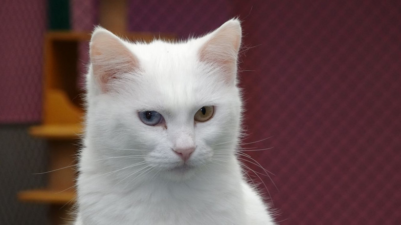 2022 yılının ilk Van kedileri dünyaya geldi! Doğumlar erken oldu, 25 anne doğum yapacak - Resim: 2