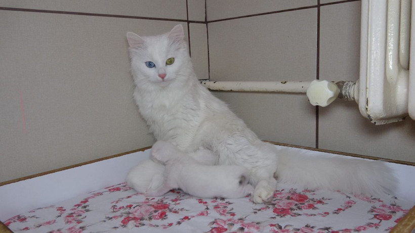 2022 yılının ilk Van kedileri dünyaya geldi! Doğumlar erken oldu, 25 anne doğum yapacak - Resim: 1