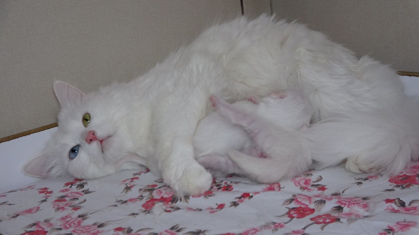 2022 yılının ilk Van kedileri dünyaya geldi! Doğumlar erken oldu, 25 anne doğum yapacak - Resim: 3