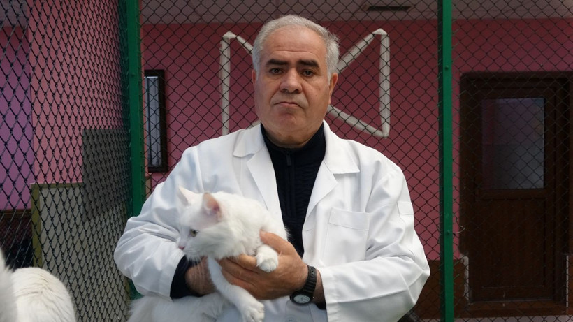 2022 yılının ilk Van kedileri dünyaya geldi! Doğumlar erken oldu, 25 anne doğum yapacak - Resim: 4