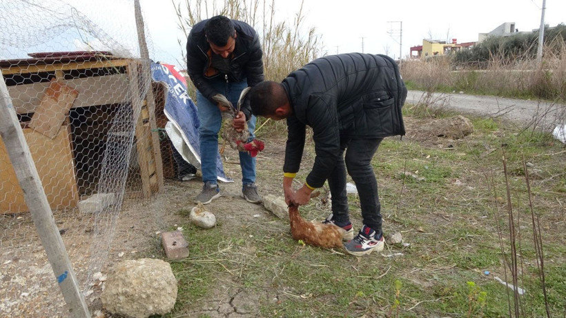 Antalya'da hiç ötmeyen horoz tam kesilecekken anne diye bağırdı videosu var gerçek gibi - Resim: 1