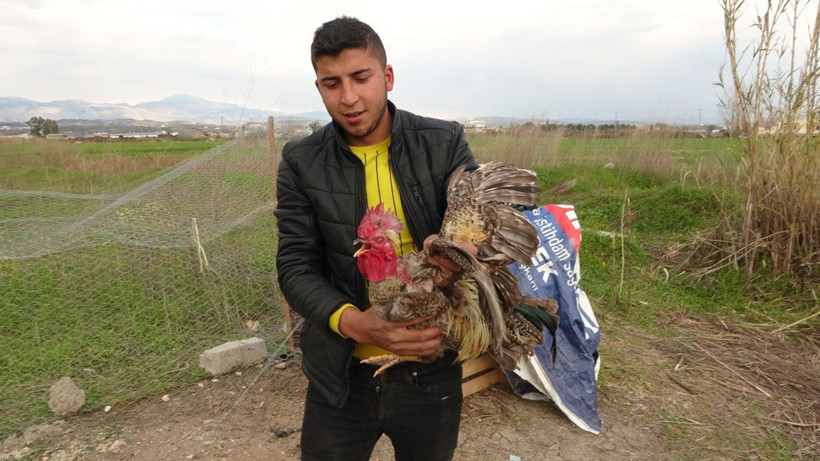 Antalya'da hiç ötmeyen horoz tam kesilecekken anne diye bağırdı videosu var gerçek gibi - Resim: 4