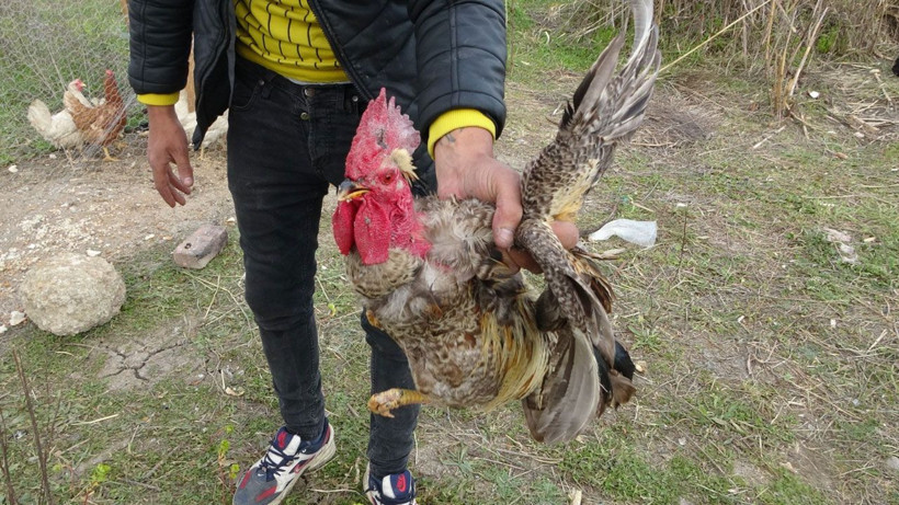 Antalya'da hiç ötmeyen horoz tam kesilecekken anne diye bağırdı videosu var gerçek gibi - Resim: 3