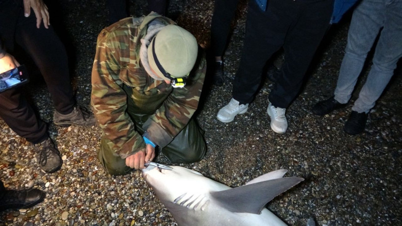 Manavgat'ta balıkçılar şaşkına döndü fotoğrafını çekip hemen 112'yi aradılar - Resim: 2
