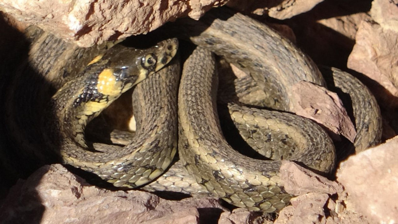 Yılanlar çiftleşmeye çıktı görenin tüyleri ürperti sürüler halinde birleşme dansı yapıyorlar - Resim: 4