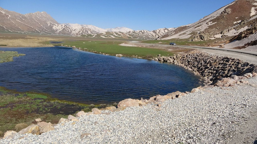 Yılanlar çiftleşmeye çıktı görenin tüyleri ürperti sürüler halinde birleşme dansı yapıyorlar - Resim: 1