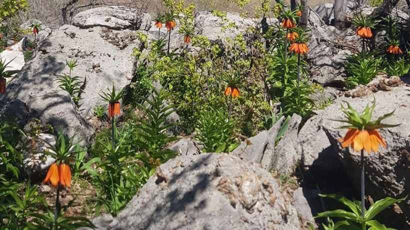 Bu çiçeği koparan çarpılıyor efsaneye ters lale göre Hz. Meryem ağlayınca bitmiş - Resim: 1