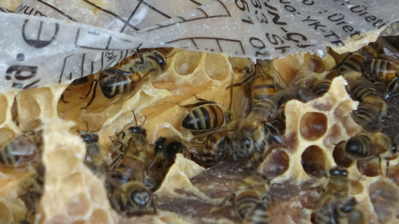 Çöl tozu ve mevsim bozukluğu çiçekleri yıktı milyarlarca arı telef oldu! - Resim: 1