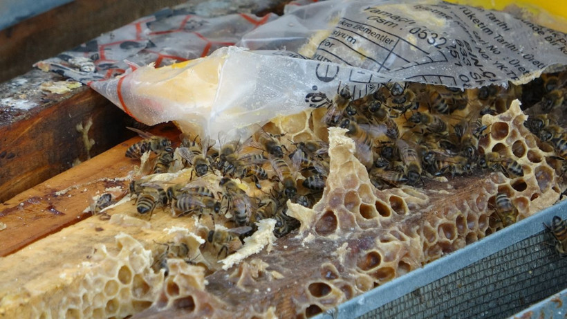 Çöl tozu ve mevsim bozukluğu çiçekleri yıktı milyarlarca arı telef oldu! - Resim: 2