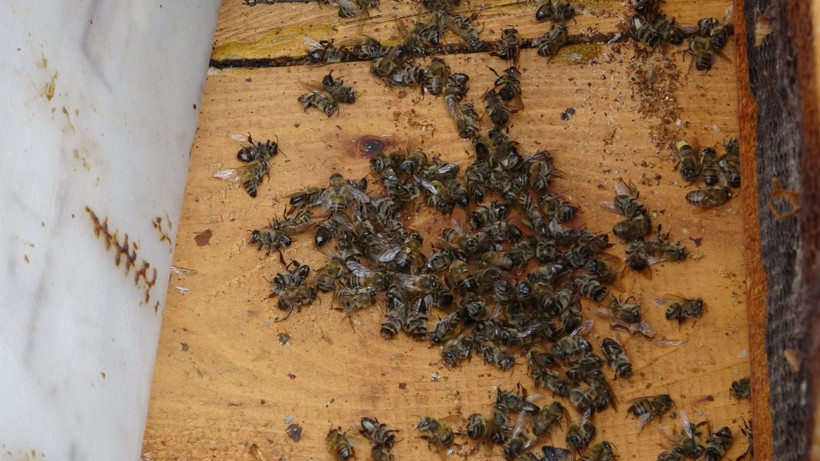 Çöl tozu ve mevsim bozukluğu çiçekleri yıktı milyarlarca arı telef oldu! - Resim: 3