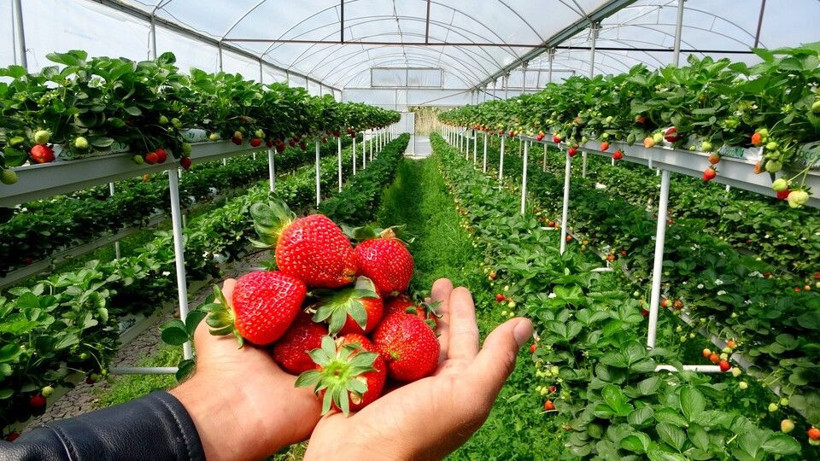 2 ayda fiyatı 30 TL'den 20 TL'ye düştü! Hayalini gerçekleştirdi: Osmaniye'de topraksız üretti - Resim: 1