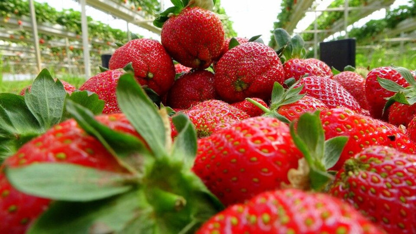 2 ayda fiyatı 30 TL'den 20 TL'ye düştü! Hayalini gerçekleştirdi: Osmaniye'de topraksız üretti - Resim: 3