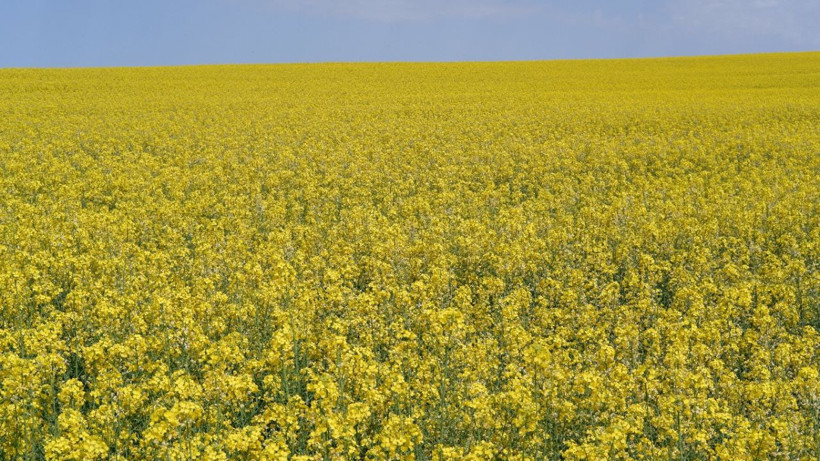 Türkiye'de ekim oranı 9 kat arttı! Ayçiçek yağına rakip olacak - Resim: 3