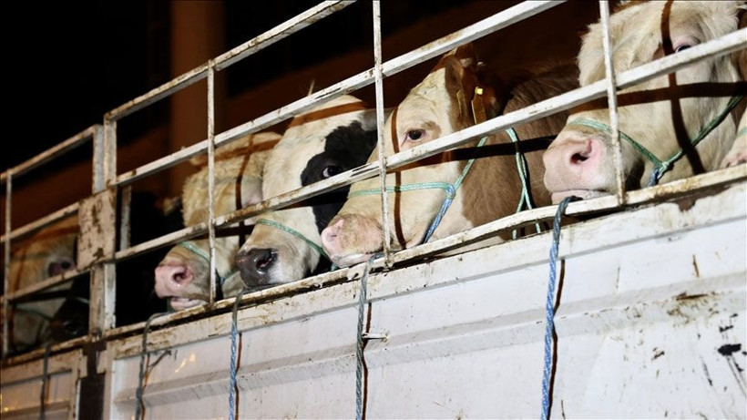 Kurbanlık fiyatları belli oldu 2022 yılı küçükbaş ve büyükbaş kurbanlıklar çok zamlandı - Resim: 2