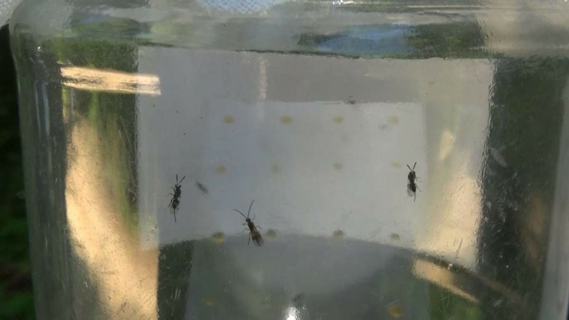 Laboratuvarda üretilen bu böcekler gal arılarını yok edecek! Bartın'da doğaya salındı - Resim: 1