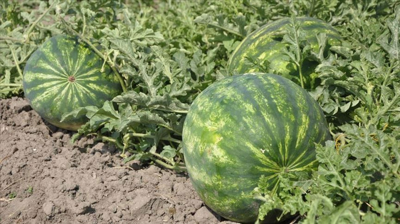 Tüketici Konfederasyonu'ndan 'kelek karpuz' uyarısı! Şikayet edebilirsiniz fiş yoksa bunu yapın - Resim: 4