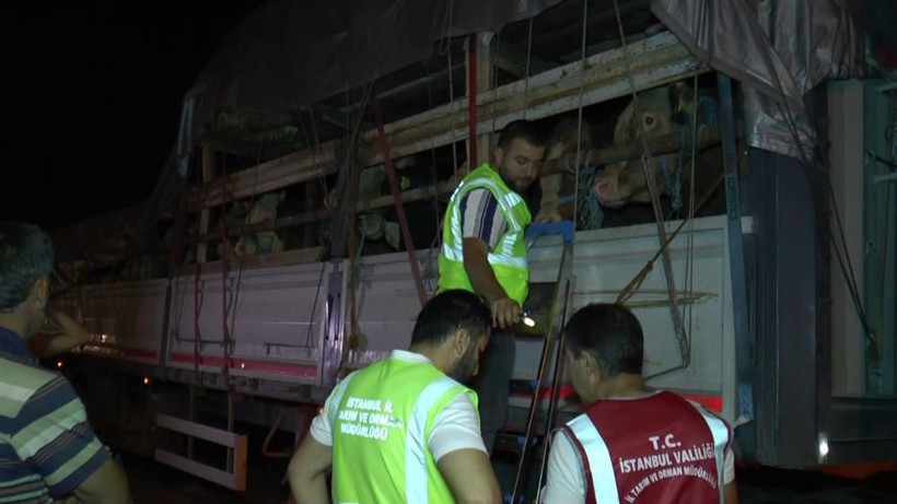 Kurbanlık hayvanlar İstanbul’a giriş yapmaya başladı! İl il küçükbaş ve büyükbaş kurbanlık fiyatları! - Resim: 1