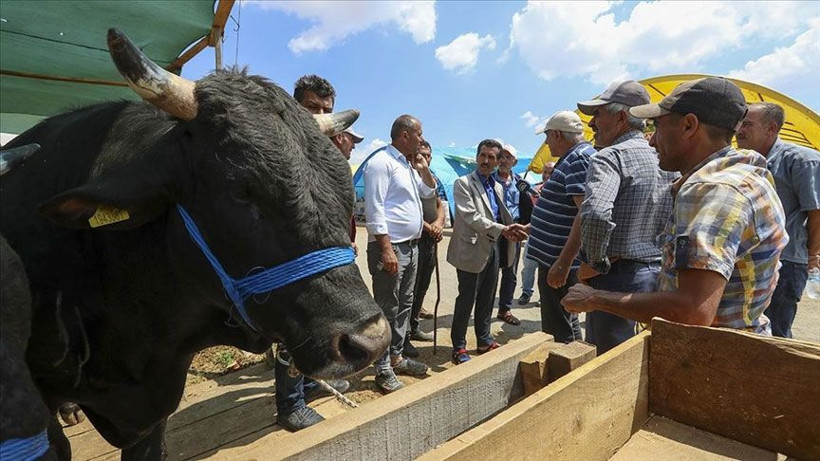 Kurbanlık hayvanlar İstanbul’a giriş yapmaya başladı! İl il küçükbaş ve büyükbaş kurbanlık fiyatları! - Resim: 2