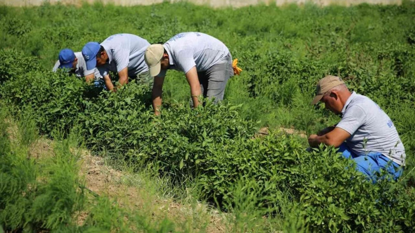 Çiftçilere faizsiz, kefaletsiz, limitsiz destek müjdesi! - Resim: 2