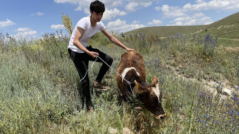 Erzurum'da tırdan kaçan kurbanlık zor anlar yaşattı! Güçlükle yakalandı - Resim: 1