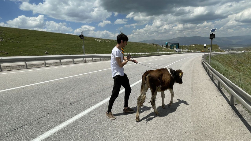 Erzurum'da tırdan kaçan kurbanlık zor anlar yaşattı! Güçlükle yakalandı - Resim: 3