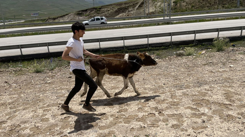 Erzurum'da tırdan kaçan kurbanlık zor anlar yaşattı! Güçlükle yakalandı - Resim: 4