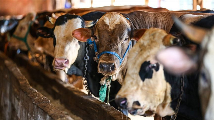 Kurbanlıklarla ilgili merak edilenler! Kadın kurban kesebilir mi hangi hayvanlar kurban olmaz? Nihat Hatipoğlu açıkladı - Resim: 1
