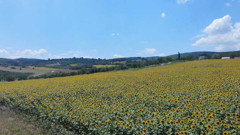 Bir bu eksikti tırtıllar şehir merkezine iniyor! Bursa ve Bilecik'i çayır tırtılı sardı her şeyi yiyor - Resim: 1