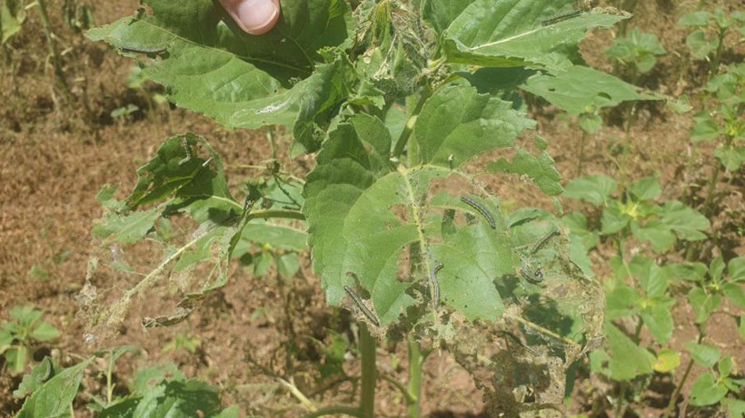 Bir bu eksikti tırtıllar şehir merkezine iniyor! Bursa ve Bilecik'i çayır tırtılı sardı her şeyi yiyor - Resim: 3