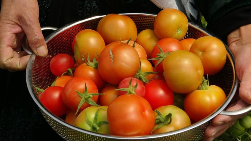 Hakkari'de serasında öyle bir şey yapıyor ki 10 yıl oldu herkes almaya geliyor - Resim: 2