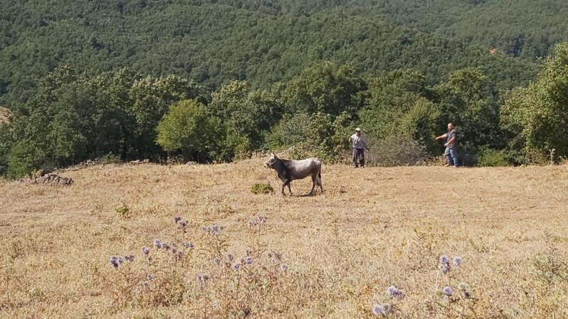 Yılın firarisi! Bayramda kaçan dana 26 gün sonra bulundu kesilmekten kurtulamadı - Resim: 3