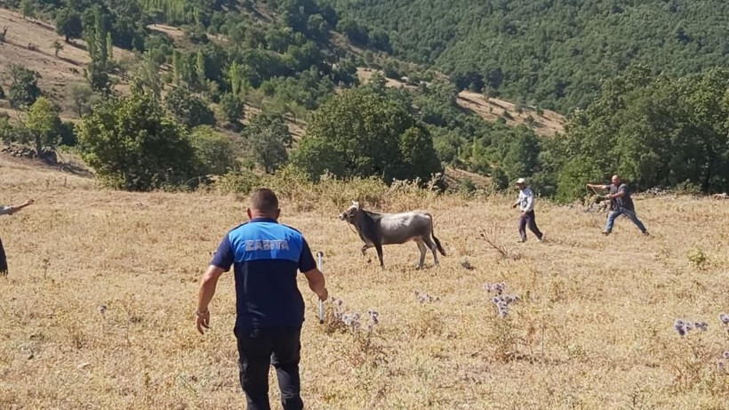 Yılın firarisi! Bayramda kaçan dana 26 gün sonra bulundu kesilmekten kurtulamadı - Resim: 1