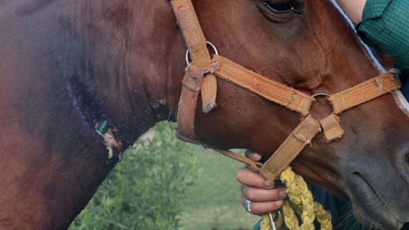Boynu kesilen atı bahçe hortumuyla kurtardı! Kastamonu'da ilginç olay: Bypass yapmışsın - Resim: 4