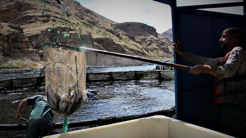 Denizi olmayan Elazığ'a bravo! Alabalık üretiminde ihracat gelirine bakın - Resim: 3