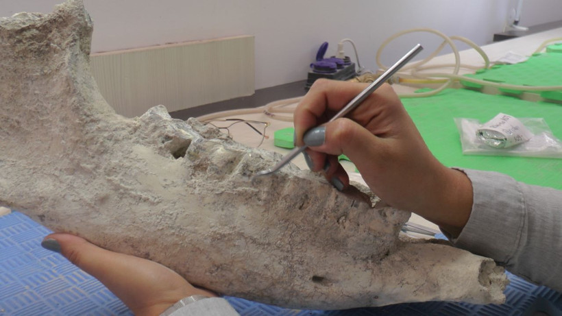 Nevşehir'de yol çalışmasında tesadüfen bulundu laboratuvardaki ilk bulgular şaşkına çevirdi - Resim: 3