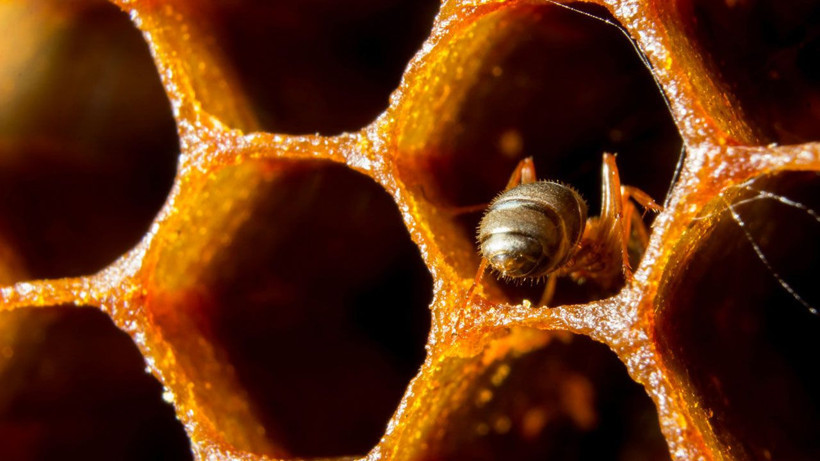 Arıların çiftleşme sırrı! Yeni kraliçe arı gelince erkekler arılar kuyruğa giriyor kovanın içine bakın - Resim: 2