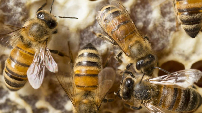 Arıların çiftleşme sırrı! Yeni kraliçe arı gelince erkekler arılar kuyruğa giriyor kovanın içine bakın - Resim: 3