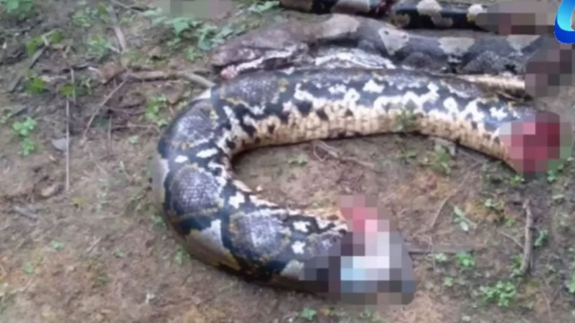 Yılanın içinden kadın çıktı! 2 saatte canlı canlı yutmuş cesedi yılanın içinde bütün haldeydi - Resim: 3