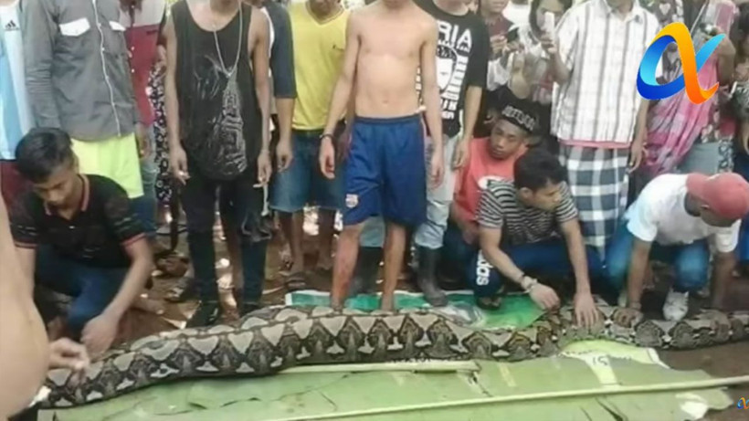 Yılanın içinden kadın çıktı! 2 saatte canlı canlı yutmuş cesedi yılanın içinde bütün haldeydi - Resim: 2