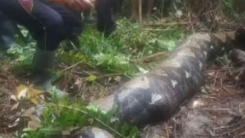 Yılanın içinden kadın çıktı! 2 saatte canlı canlı yutmuş cesedi yılanın içinde bütün haldeydi - Resim: 4