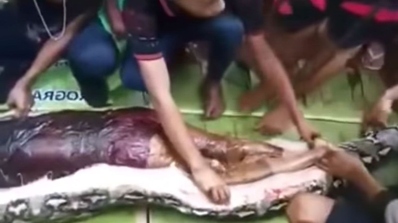 Yılanın içinden kadın çıktı! 2 saatte canlı canlı yutmuş cesedi yılanın içinde bütün haldeydi - Resim: 1