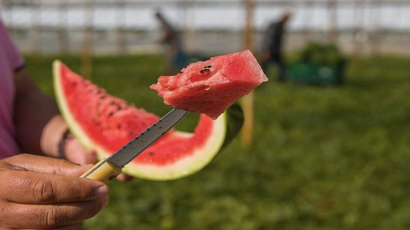 Çok zekiyim diyenler buyrun! Resimde kaç karpuz var kimse ilk tahminde bilemedi - Resim: 1