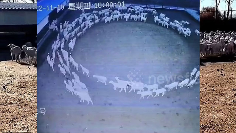 Koyunlar 12 gündür hiç durmadan dönüyorlar! Kimse akıl sır erdiremedi söylenti çıktı - Resim: 2