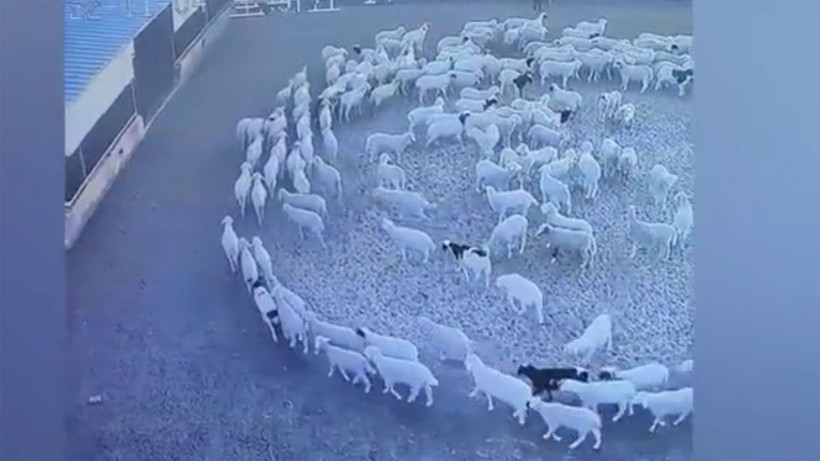 Koyunlar 12 gündür hiç durmadan dönüyorlar! Kimse akıl sır erdiremedi söylenti çıktı - Resim: 3