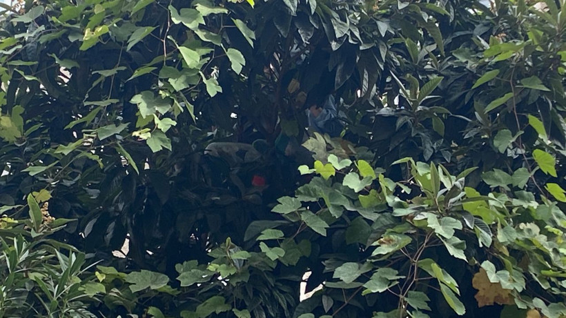 Olay yeri Beşiktaş!Kedisini kurtarmak isterken ağaçta mahsur kaldı - Resim: 1